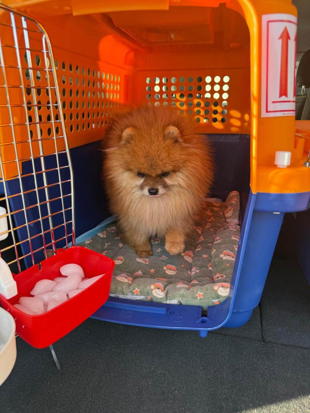 pet-travel-services 