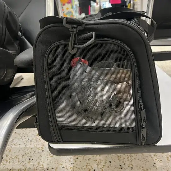 African grey parrot prepared for international bird transport with Across The Pond Pets
