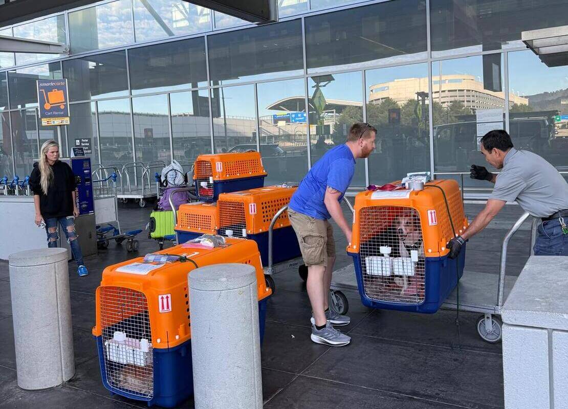 Pet Relocation to Japan