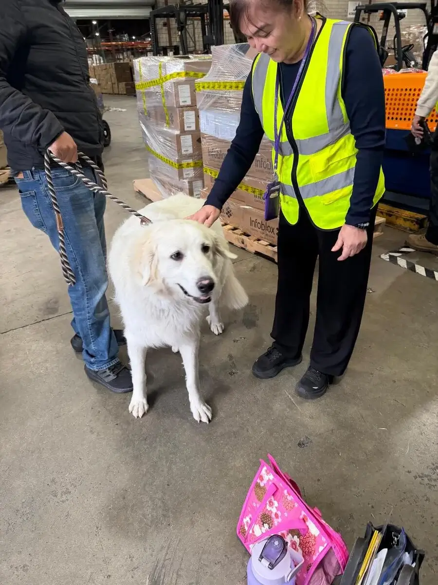 KLM cargo staff member petting Anakin during check-in at LAX