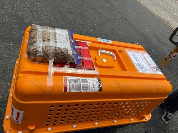 Dog in airline cargo facility