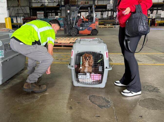 Ginger checking in for her international flight to Australia with the Across The Pond Pets team