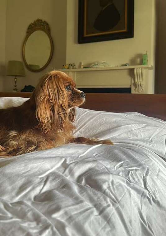 Ginger resting comfortably in her new bed in Adelaide, Australia