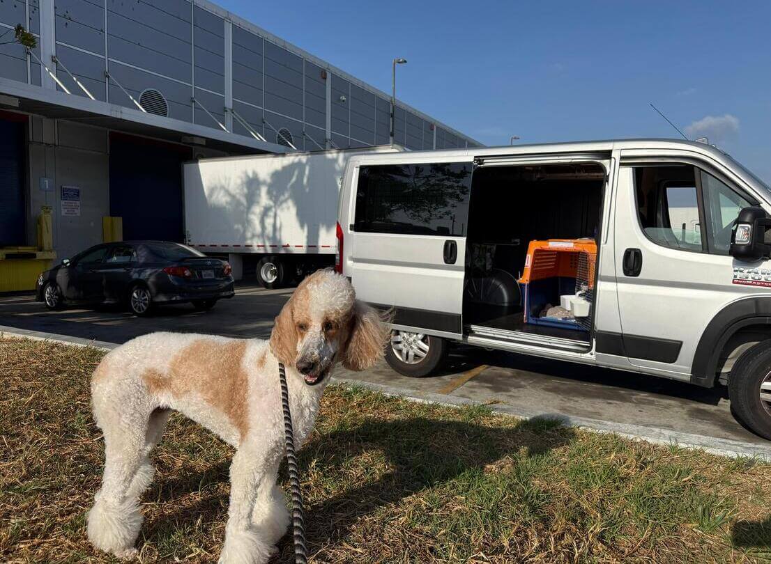 International pet shipping