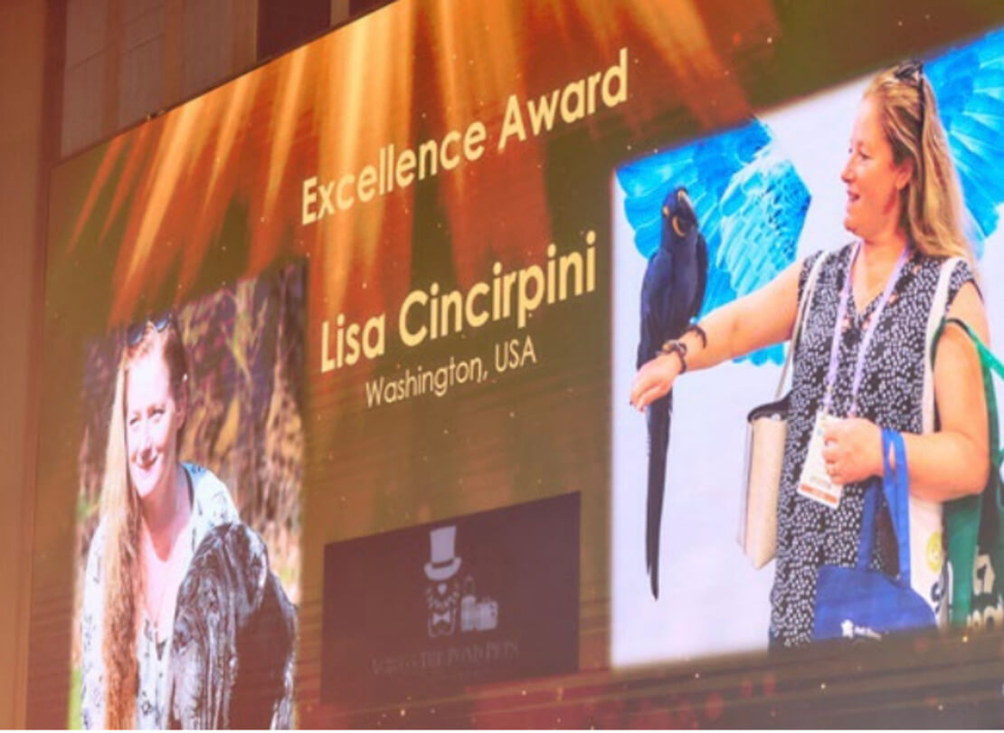 IPATA Excellence Award 2025