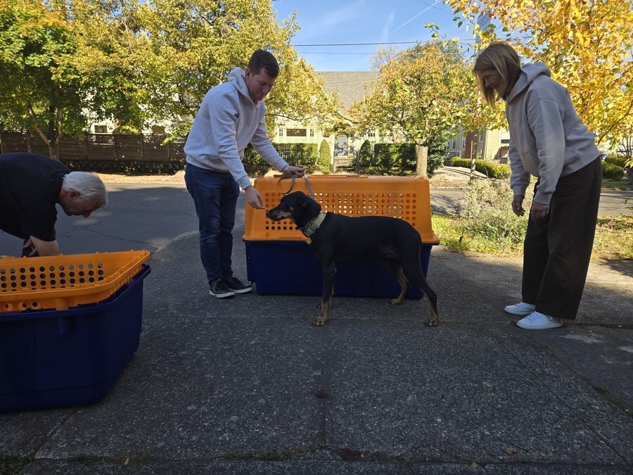 Kilo the dog being fitted for his travel crate outside his family's Oregon home in the fall