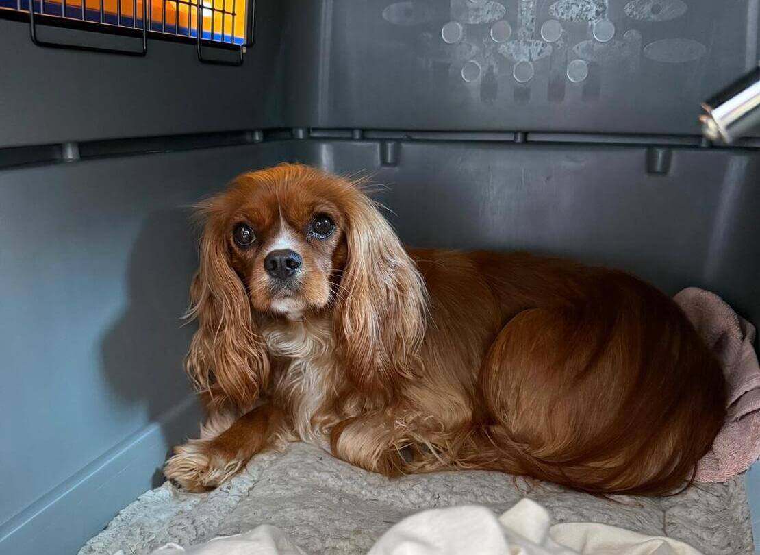 Dog Relocation Story to Australia