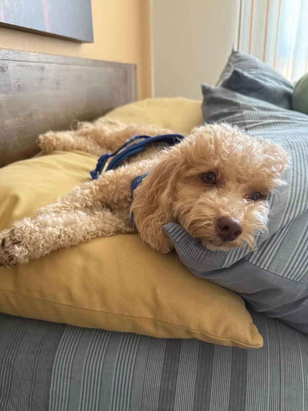 Sonny staying with Across The Pond LA team