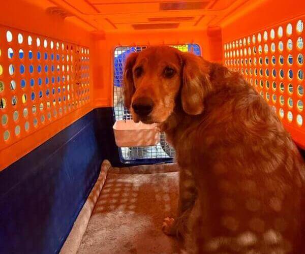Tucker the dog crated and checking in at LAX for his international flight to Costa Rica