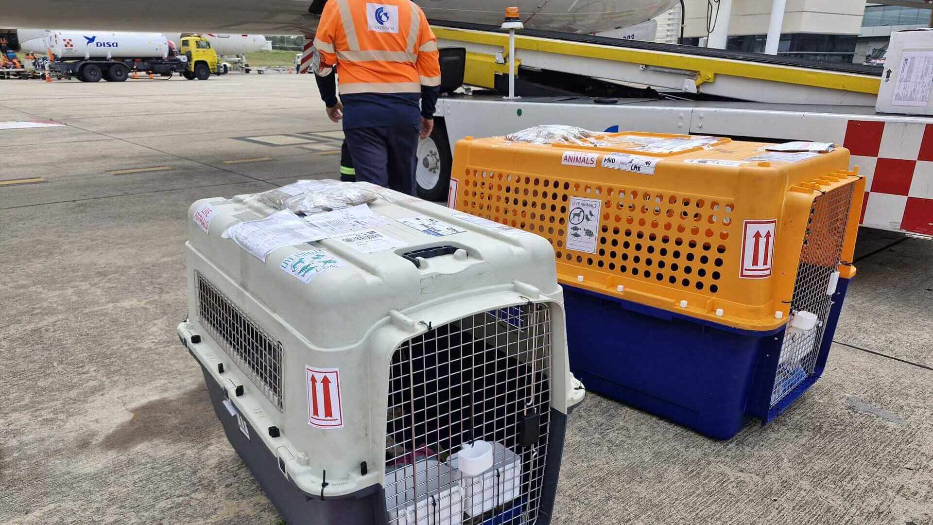Airline-approved IATA pet travel crates on airport tarmac for international pet transport