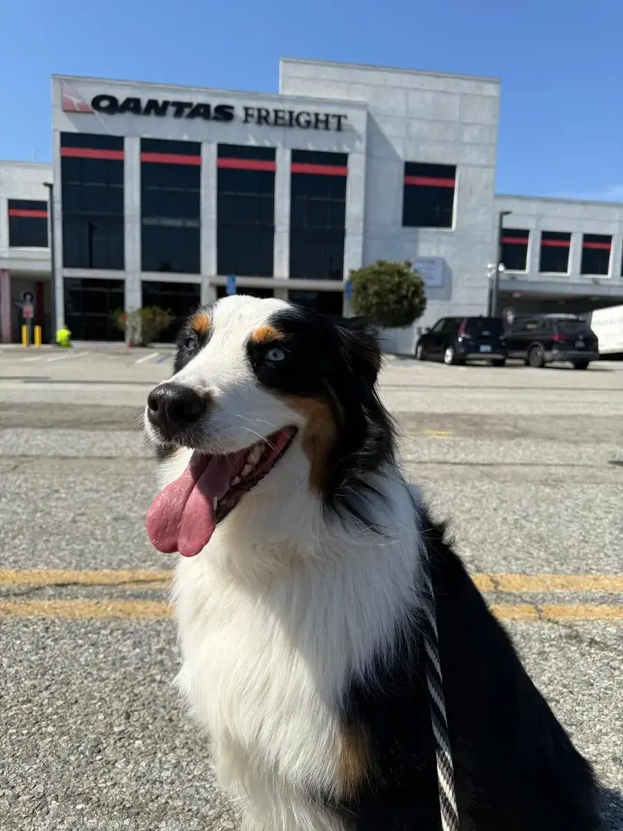 Australian Shepherd outside the Qantas Freight terminal at LAX before flying to Australia