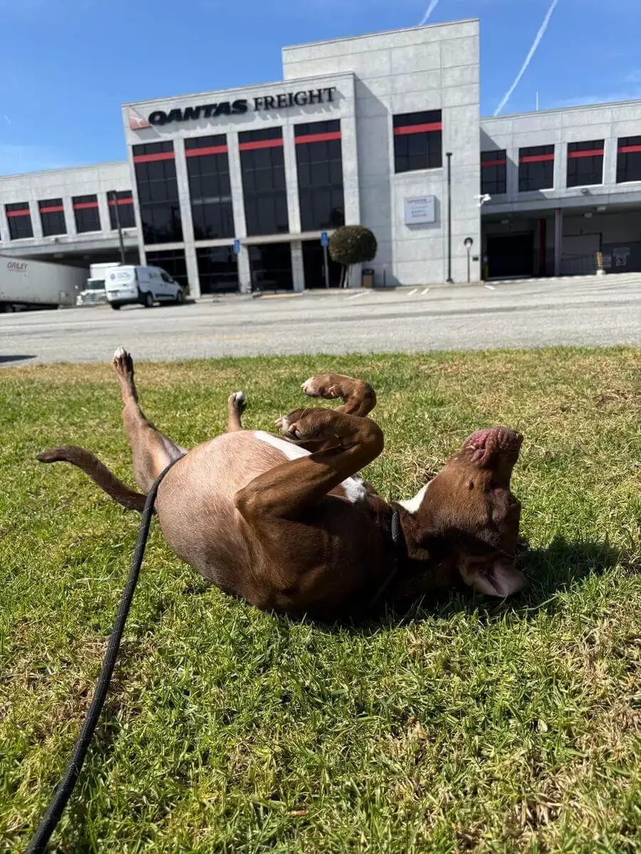 Happy dog relaxing on the grass outside the Qantas Freight terminal at LAX before departure to Australia
