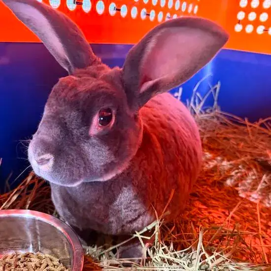 Rabbit, bird, ferret, and small pet transport services by Across The Pond Pets