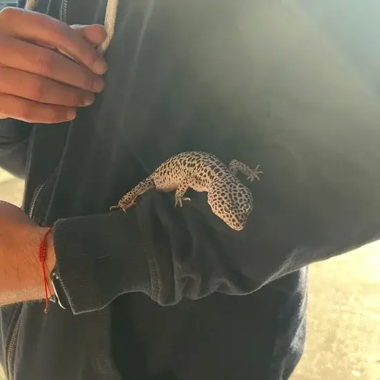 Pet gecko in a travel container for reptile and small pet transport