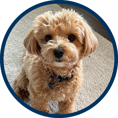 Zachary Palmer - Across The Pond Pets review