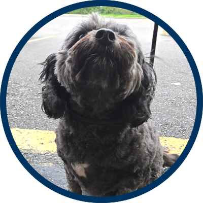 Brooke D. - Across The Pond Pets review