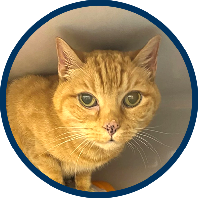 Amanda Paulson - Across The Pond Pets review