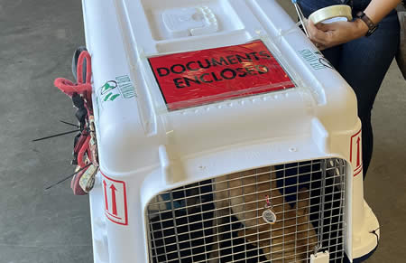 Import & Export Pet Documentation Assistance