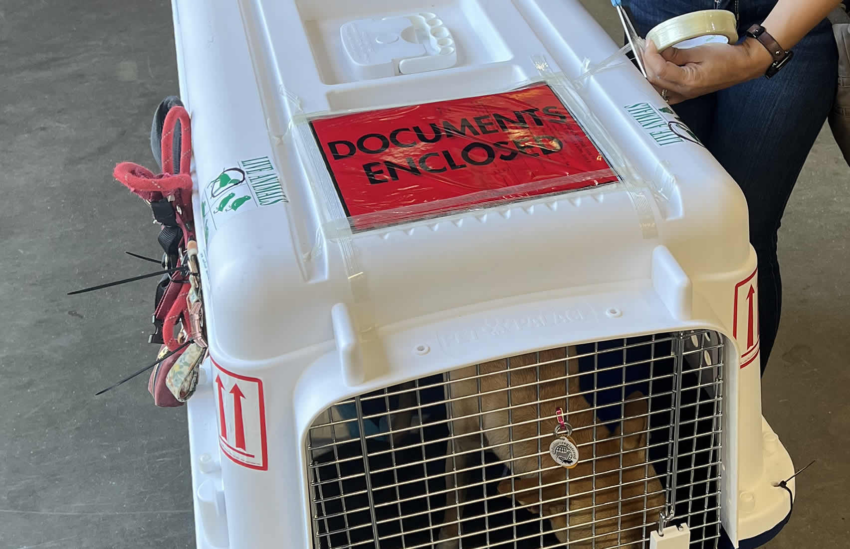 Pet Documentation Preparation Services